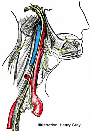 Gray-Neck nerves